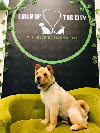 Tails of the City - Pet Spa & Creative Styling Our Happy Pack: Client Gallery photo 15
