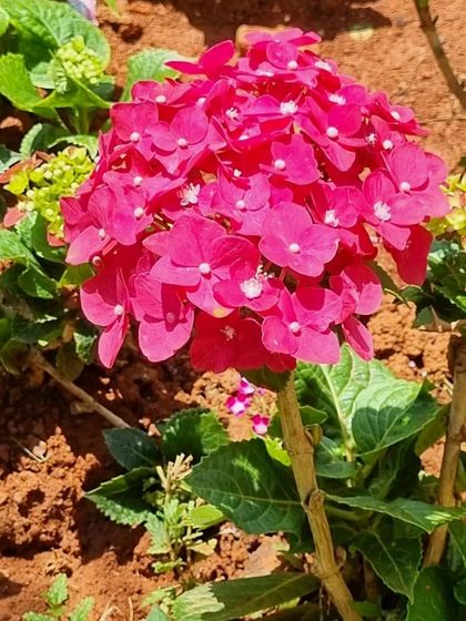 A close-up of a vibrant pink Hydrangea in full bloom. We select these elegant perennials for shrub gardens, as they thrive in morning sun and provide immense, colorful flower heads from late spring through summer.