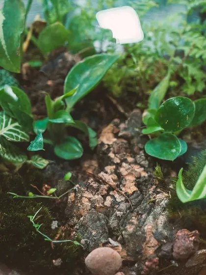 A macro shot inside the bowl terrarium, showing the vibrant green leaves and the texture of the soil and bark.