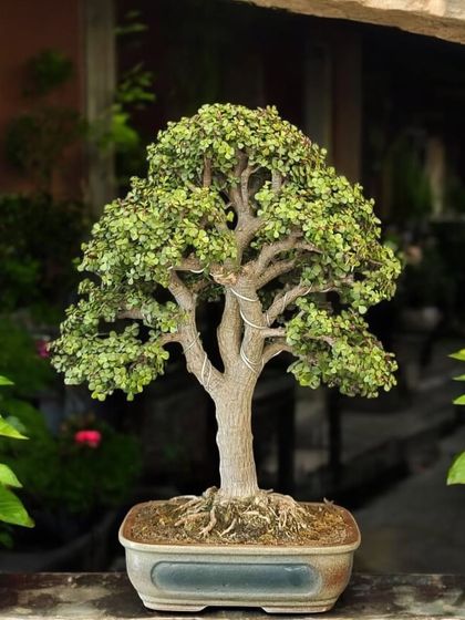 A beautifully wired Jade bonsai, showcasing the technique used to shape its branches. The wires will be removed once the branches have set into their new, graceful positions.