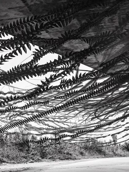 An ornithograph of swallows nesting under a highway, their flight paths creating a curtain-like effect. This is a technique we've become addicted to.