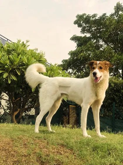 This handsome Indie mix is standing proudly on a grassy hill, surveying his playground for the day.