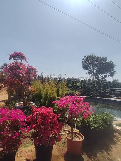 A corner of the nursery featuring a pond, surrounded by blooming Bougainvillea and other mature plants.