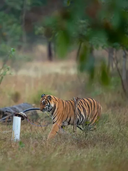 A tiger walks past a salt lick in Tadoba, a common spot for wildlife sightings.