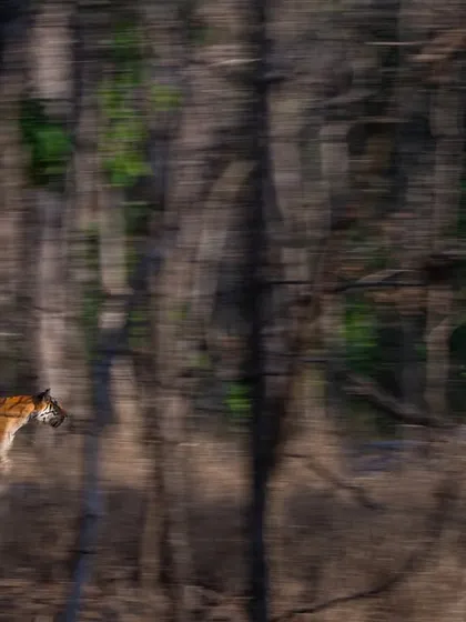 Using a slow shutter and intentional camera movement (ICM) to capture a tiger's motion. This isn't a mistake; it's a creative technique I teach to turn a simple moment into a dynamic piece of art that conveys energy and speed.