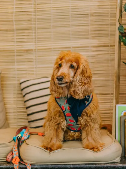 Meet one of our favorite regulars. Our cafe is a happy place for pets and their parents, and our team loves greeting every furry friend that walks through the door.
