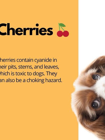 Oh My Dawg - Pet Supplies Nutrition: Food, Treats & Recipes photo 19