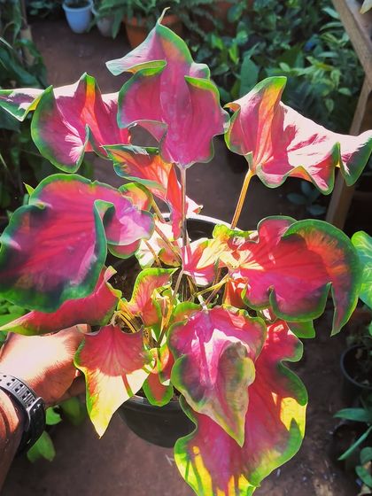 Rare & Collector's Plants photo 37