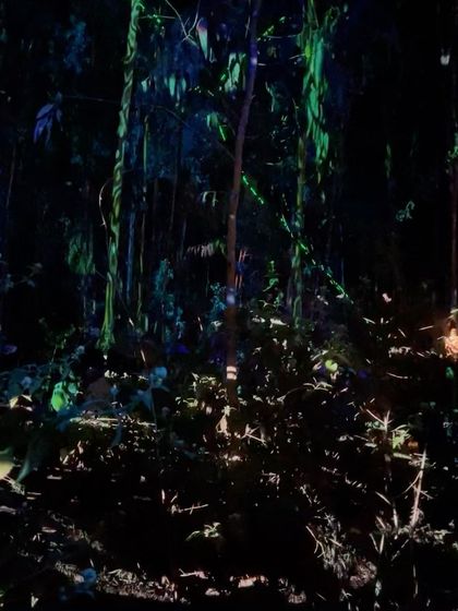 A duplicate of the Echoes of Earth forest shot.