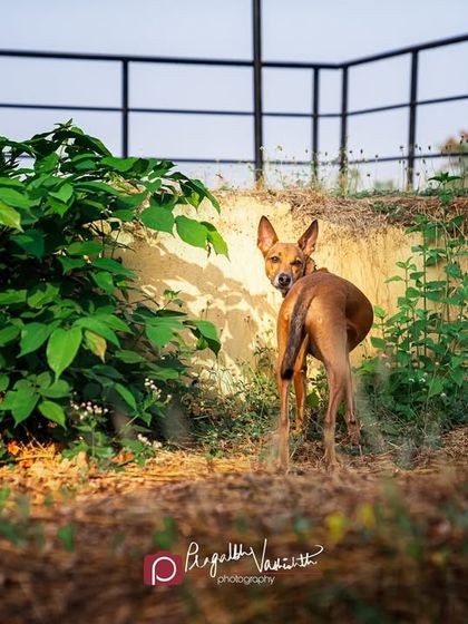 Pragalbh - Fine Art Pet Photography The Heart of the Street: Indie Dogs & Rescues photo 8