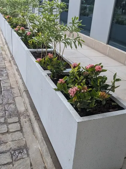 A close-up of the finished planter box, showing the healthy Ixora plants and rich soil. The built-in drainage holes in our FRP planters are essential for maintaining plant health in outdoor settings.