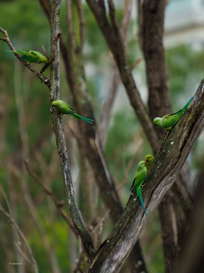A family of Rose-ringed Parakeets interacts on the branches of a large tree.