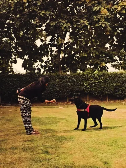 Teaching the 'wait' command before throwing the ball. This simple exercise builds impulse control and makes playtime a valuable training opportunity.