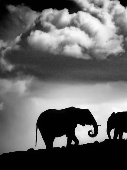 A silhouette of an elephant mother and calf against a dramatic sky. This black and white image emphasizes their iconic shapes and the powerful bond between them.