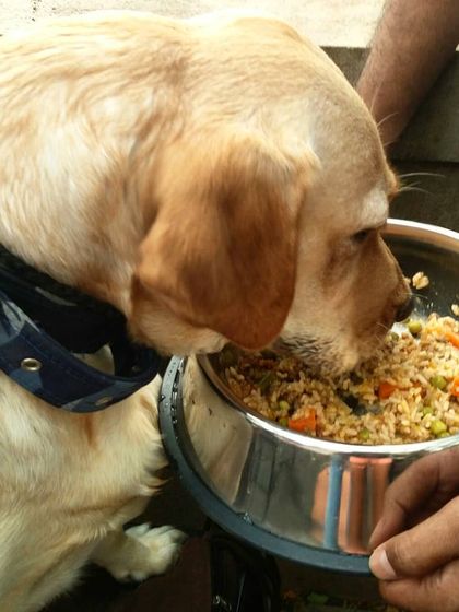 A beautiful Labrador getting a taste of our chicken and vegetable rice at a community event. His owner is holding the bowl steady as he enjoys every bite.