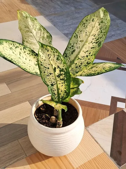 This Dieffenbachia Candida looks great in this simple white pot. When we chat, I can help you match the right pot style and size to the plant you want to grow.
