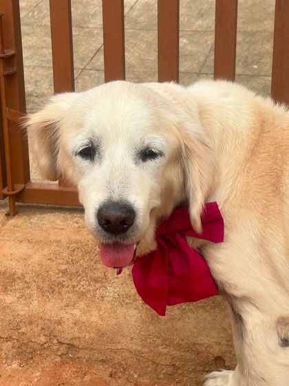 Star Pups - Pet Grooming The Full Spa Experience photo 3