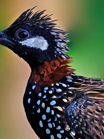 A stunning portrait of a male Black Francolin. The image showcases its unique pattern of white spots on black plumage, the white cheek patch, and the chestnut-colored collar.
