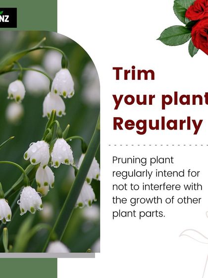 Hygrinz - Garden Maintenance Gardening Know-How: Tips & Techniques photo 38