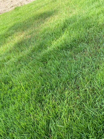 The shadow and light on the grass show its fine texture. Choosing the right type of grass is something I can help you with based on your garden's needs.