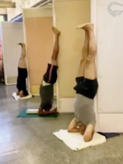 A group of students practicing Sirsasana variations using wall panels for support. The wall is an invaluable teacher, providing feedback that helps to correct imbalances and build a strong, centered headstand.