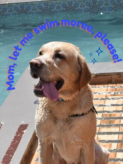 That happy, tired look after a good swim. This Labrador is asking for just a few more minutes in the water.