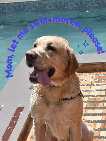 That happy, tired look after a good swim. This Labrador is asking for just a few more minutes in the water.