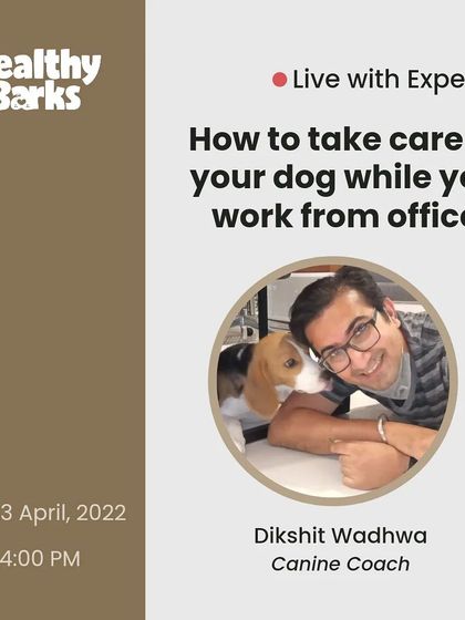 Are you returning to the office and worried about your dog? In this live session, I share strategies for managing your dog's routine and preventing separation anxiety, ensuring a smooth transition for both of you.