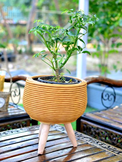 Pots, Planters & Stands photo 3