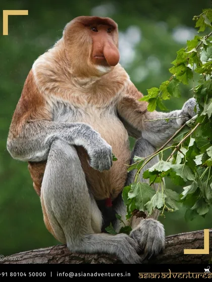 The Proboscis Monkey, with its unmistakable nose, is a highlight of our river cruises along the Kinabatangan River in Borneo. We get you close to these unique primates in their natural mangrove habitat.