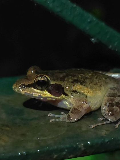 A tree frog on a railing, its large eyes adapted for nocturnal life.