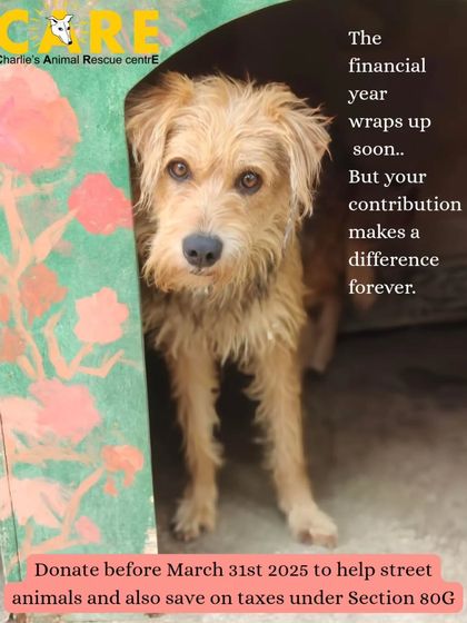 Charlie's Animal Rescue Centre - Community Outreach & Education Support Our Mission: How You Can Help photo 14