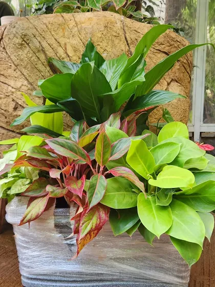 Another view of a large, mixed indoor plant arrangement, showcasing how different species like Aglaonema and Peace Lily can be layered to create depth and visual interest in a single container.