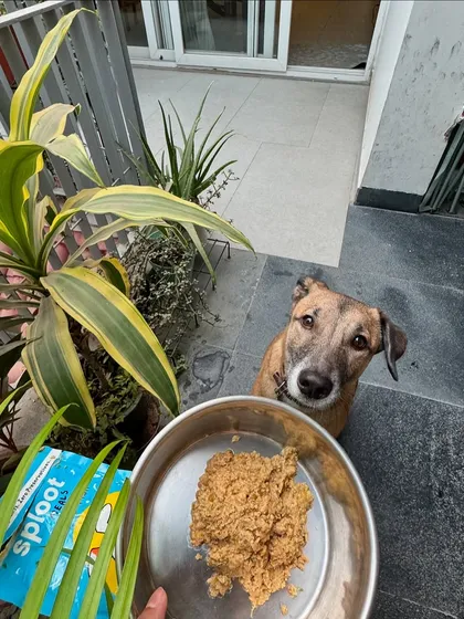 Sriracha giving us the "is it ready yet?" look before digging into her Millet-o-Fish meal. This recipe is great for a healthy coat and is packed with omega fatty acids.