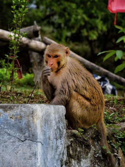 Manya Upadhyay - Travel & Documentary Photography Wildlife Encounters photo 42