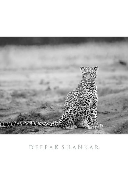 Do monochromes tell a better story? I think so. Without color, this leopard's form and expression take center stage, telling a tale of elegance and wild spirit.
