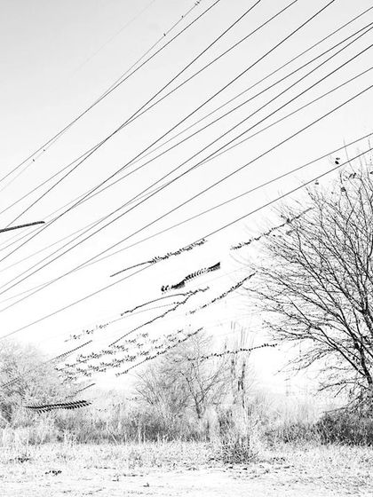 'STILL LIFE'. This ornithograph contrasts the static, straight lines of power cables with the frozen, organic flight paths of crows.