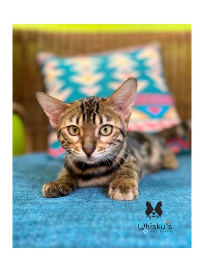 Furrybells Pet Grooming - Pet Grooming (Dogs & Cats) Cat Grooming: A Gentle Touch photo 32