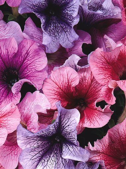 A stunning collage of petunias in shades of pink, purple, and magenta, some with intricate veining. This shows the incredible diversity of colors and patterns available in our collection.