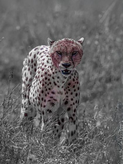 A raw and intense look at a predator. The selective color emphasizes the visceral nature of the moment, creating a truly unforgettable image.