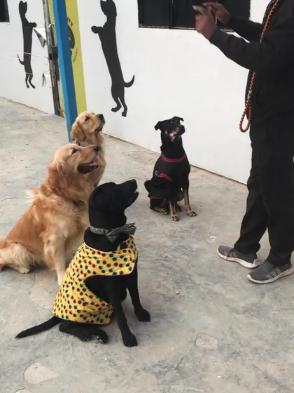 The full attention of the class. This group of dogs is sitting patiently, eyes on the prize.