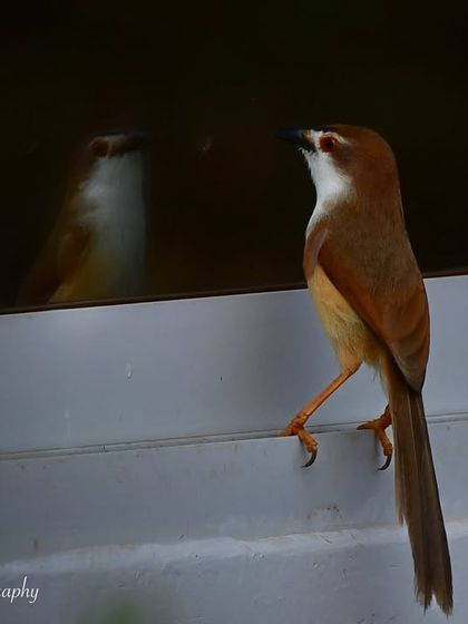 Feathered Friends & Winged Messengers photo 8