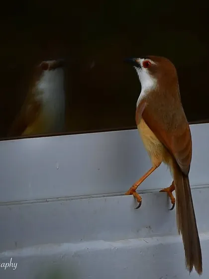 A Yellow-eyed Babbler looking at its reflection. I often wonder what they think when they see themselves. It's a moment of quiet introspection.