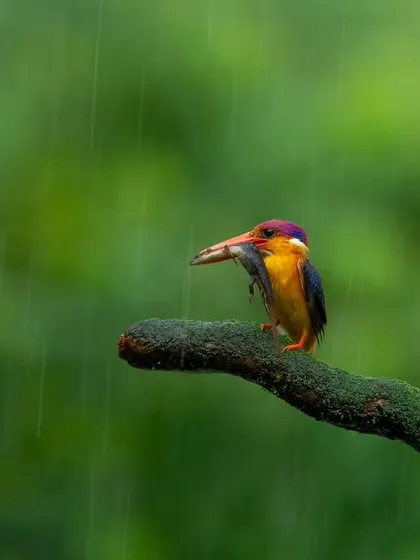 An Oriental Dwarf Kingfisher with its catch, captured during a downpour on one of my birding workshops. I teach you how to master your camera in challenging conditions, using techniques like shutter speed to freeze the rain or create atmospheric blur.