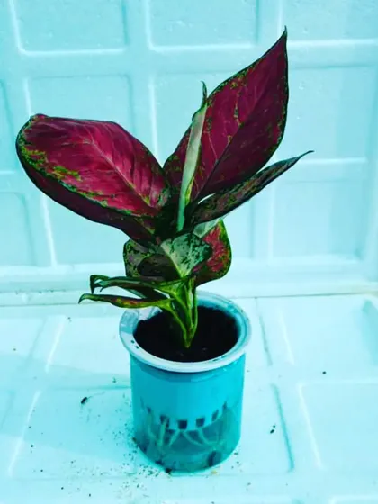 A vibrant red Aglaonema plant in a simple pot, ready to be converted for hydroponic use. These plants are known for their colorful leaves and low maintenance needs.