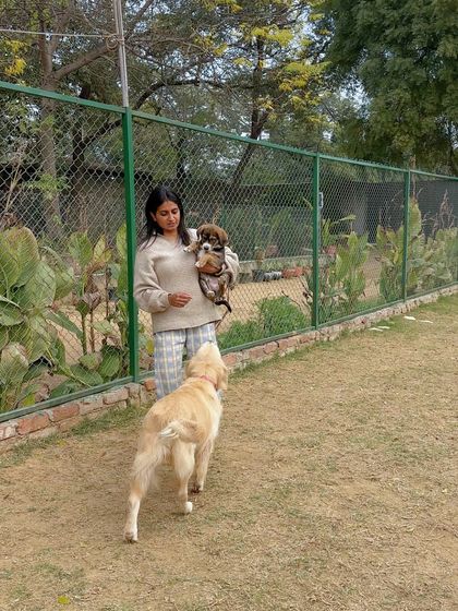 From the smallest puppies to the largest adults, every dog is handled with care and respect. Here, Asha introduces a puppy to a gentle Golden Retriever.