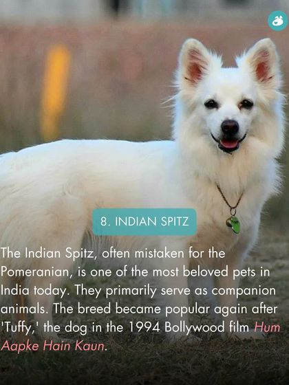 The Pack - Online Pet Parent Community A Voice for Every Dog photo 55