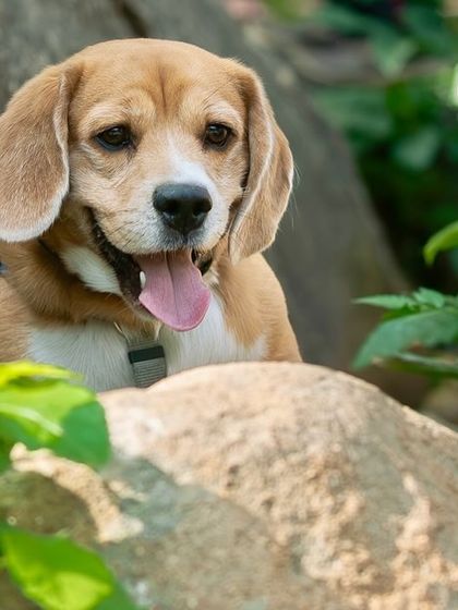 Govind Raj - Pet Photography Portraits of Every Paw-sonality photo 10