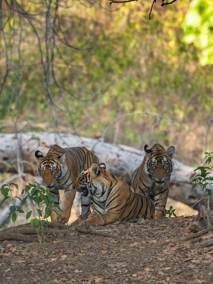 The three cubs of Riddhi pose for a brief moment. Capturing a family portrait like this requires being in the right place at the right time.