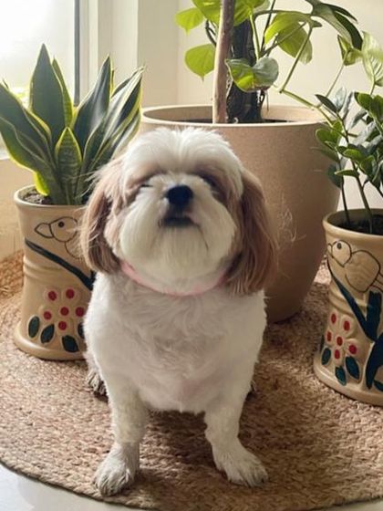 This little poser knows her angles! A freshly groomed dog feeling confident and happy at home.